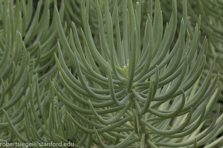 arizona garden